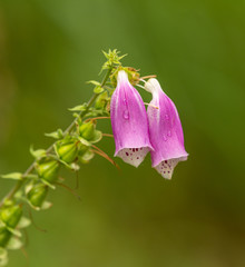 two pink foxglove blossoms