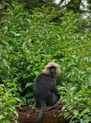 nilgiris langur, ooty, Tamilnadu, India