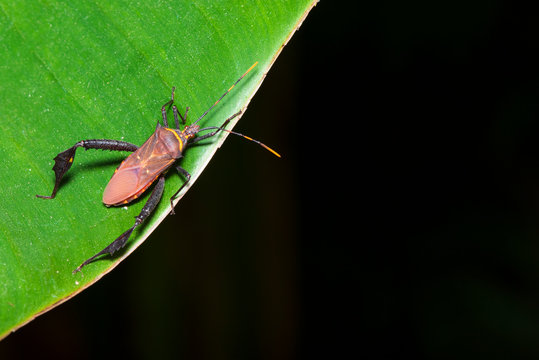 Assassin bugs ,Orange and black (Rhinocoris annulatus)on green leavesIn nature.
