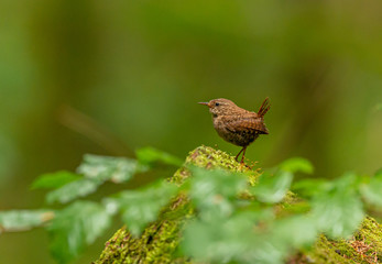 small bird on the rock in forest