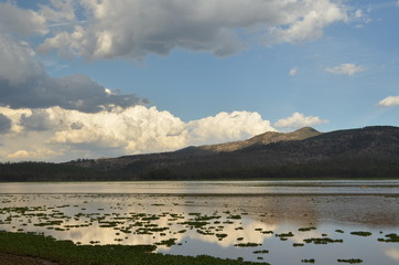 Lirio en la presa de Cointzio