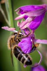 makro leśne owady © _maciej_