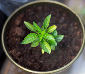 plant in a pot isolated on white