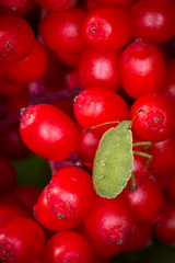 makro leśne owady