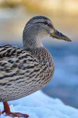 Mallard Standing on the Riverside in Winter (Anas platyrhynchos)