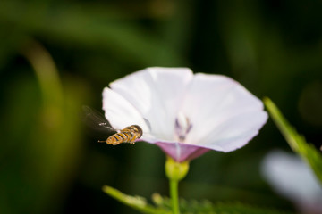 makro leśne owady © _maciej_