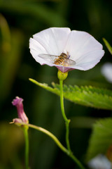 makro leśne owady © _maciej_