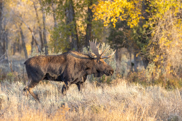 Bull Shiras Moose in Grand teton National Park Wyoming in Autumn