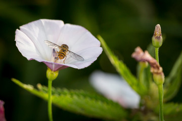 makro leśne owady © _maciej_