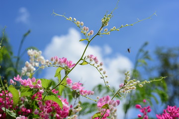 Colorful flowers and green leaves in nature.Colorful flowers in nature. flowers in the garden Blooming in the Formal Garden. Park. Beautiful Garden.