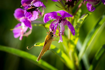 makro leśne owady © _maciej_