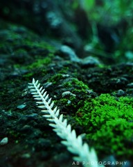 fern in forest