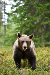 brown bear (ursus arctos) portrait in forest