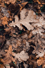 Fallen autumn brown oak leaves with water drops on it.