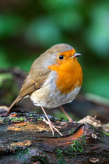 Robin redbreast ( Erithacus rubecula) bird a British garden songbird with a red or orange breast often found on Christmas cards