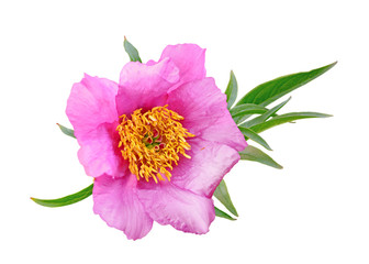 Pink peony flower isolated on a white background