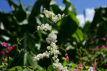 Colorful flowers and green leaves in nature.Colorful flowers in nature. flowers in the garden Blooming in the Formal Garden. Park. Beautiful Garden.