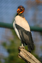 white black condor in zoo