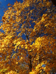 skyward look at bright gold leaves on maple trees in fall
