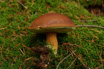 Boletus badius, Imleria badia or bay bolete mushroom closeup. Edible and pored fungus has velvety dark brown cap. Mushrooming season, growing in woods, forests. Autumn harvest fungi, Mushroom picking