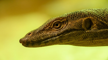 monitor lizard portrait