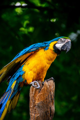 blue and yellow macaw