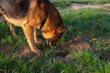 the dog looks into the hole,funny dog looking for treasure in the pit, dog dug a hole in the lawn