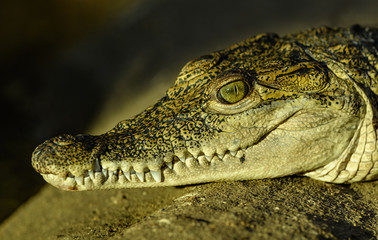 crocodile portrait