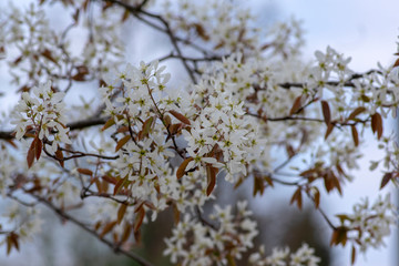 Amelanchier lamarckii deciduous flowering shrub, group of white flowers on branches in bloom