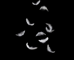 Soft white feathers falling down in the air, black background