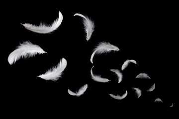 Soft white feathers floating in the dark