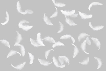 Fototapeta na wymiar Soft white feathers floating in the air, grey background