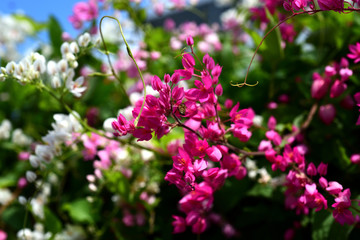 Fototapeta premium Colorful flowers and green leaves in nature.Colorful flowers in nature. flowers in the garden Blooming in the Formal Garden. Park. Beautiful Garden.