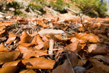 Weißer Pilz im Herbstlaub