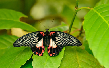 black white red butterfly open on leaf
