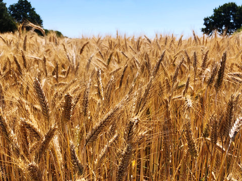 ears of wheat