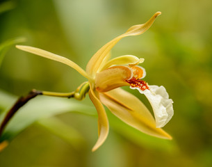 closeup of yellow orchid flower