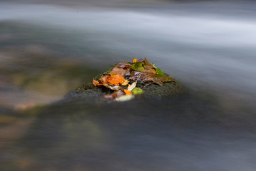 Autumn fallen leaves in the river flow water
