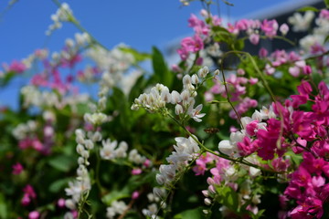 Colorful flowers and green leaves in nature.Colorful flowers in nature. flowers in the garden Blooming in the Formal Garden. Park. Beautiful Garden.