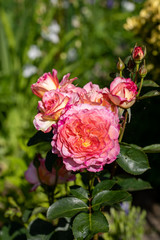 Colorful roses flowers on the branch in the garden