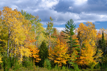 Fototapeta premium 647-15 Autumn Forest Edge