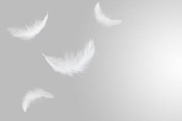 Soft white feathers floating in the air