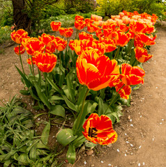 red yellow tulips in the garden