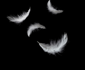 Soft white feathers falling down in the air, black background