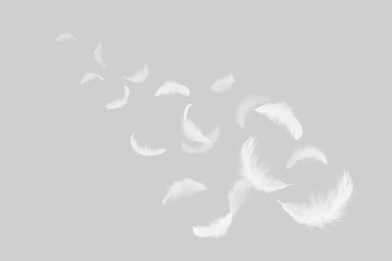 Soft white feathers floating in the air