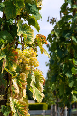 white bunch grapes hang on a vine bush