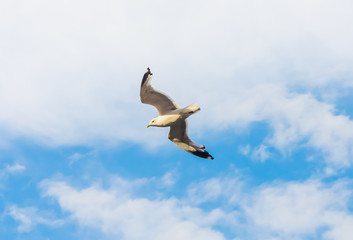 Seagull flying against cloudy sky