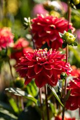 Close-up of blooming red Dahlia flower in  garden