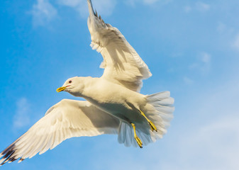 Seagull flying against cloudy sky