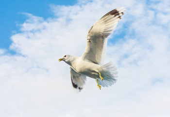 Seagull flying against cloudy sky